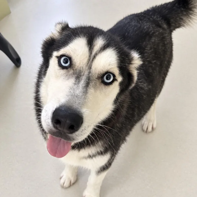 A young medium-sized female White / Cream Siberian Husky dog named Evie for adoption in LOXAHATCHEE, FL