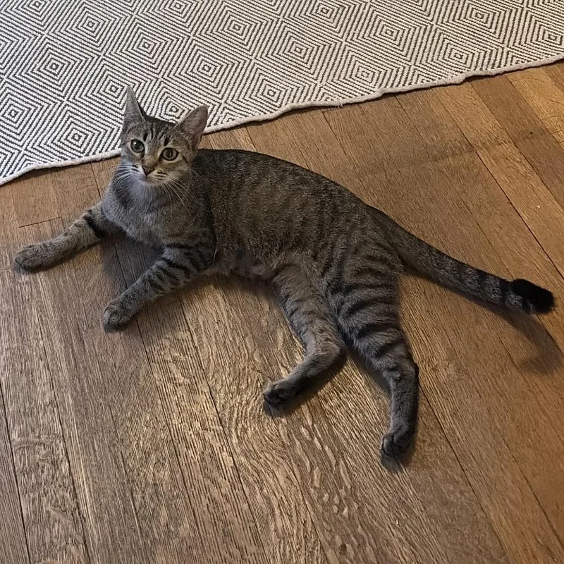 A young medium-sized female Black Domestic Short Hair cat named Moira for adoption in Oakton, VA