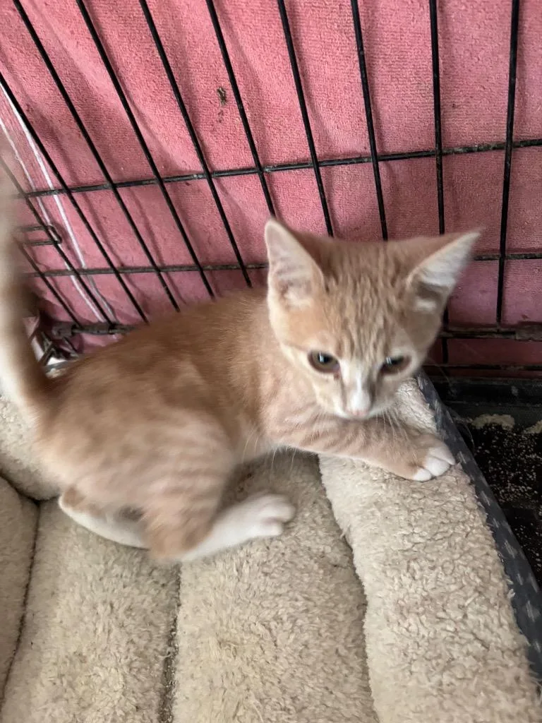 A baby small-sized male Domestic Short Hair cat named Trooper for adoption in Camp Hill, PA
