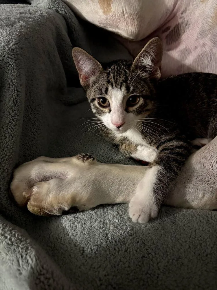 A baby small-sized male Brown / Chocolate Domestic Short Hair cat named Ernie for adoption in Hudson, NH