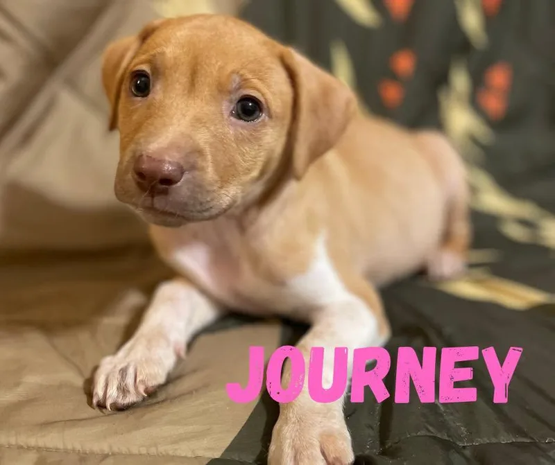 A baby medium-sized female Yellow / Tan / Blond / Fawn Mixed Breed dog named Journey for adoption in Shalimar, FL