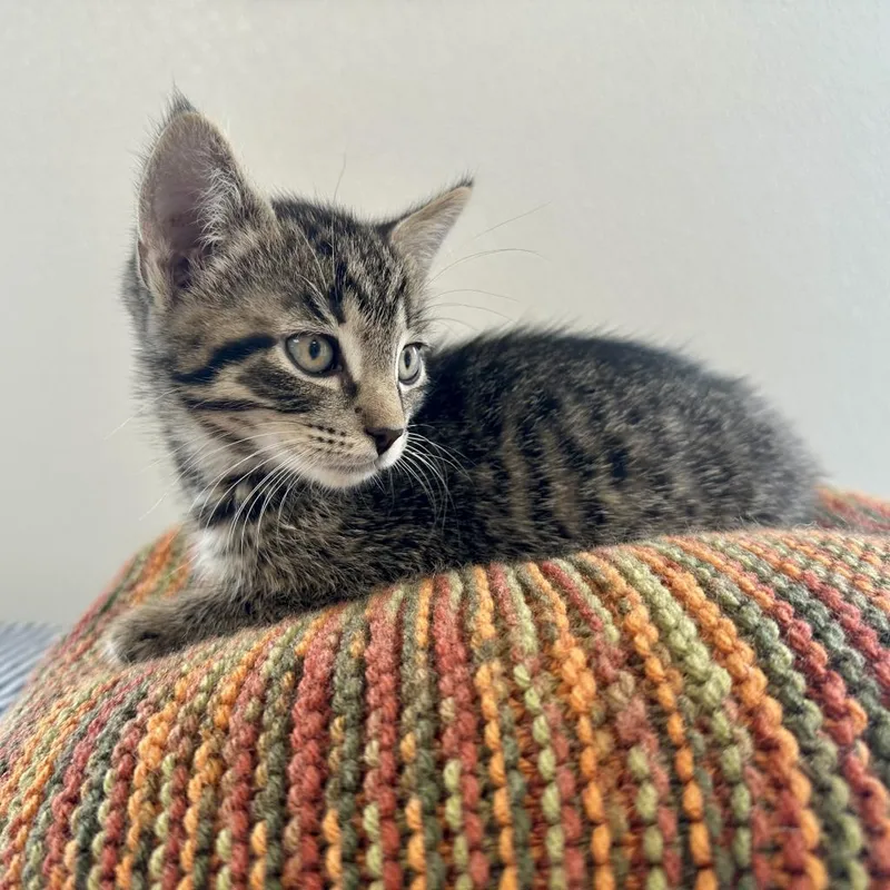 An adult extra large-sized male Brown / Chocolate Domestic Short Hair cat named Raccoon for adoption in East Smithfield , PA