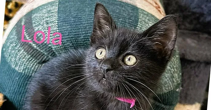 A baby small-sized female Black Domestic Medium Hair cat named Lola for adoption in Mooresville, NC