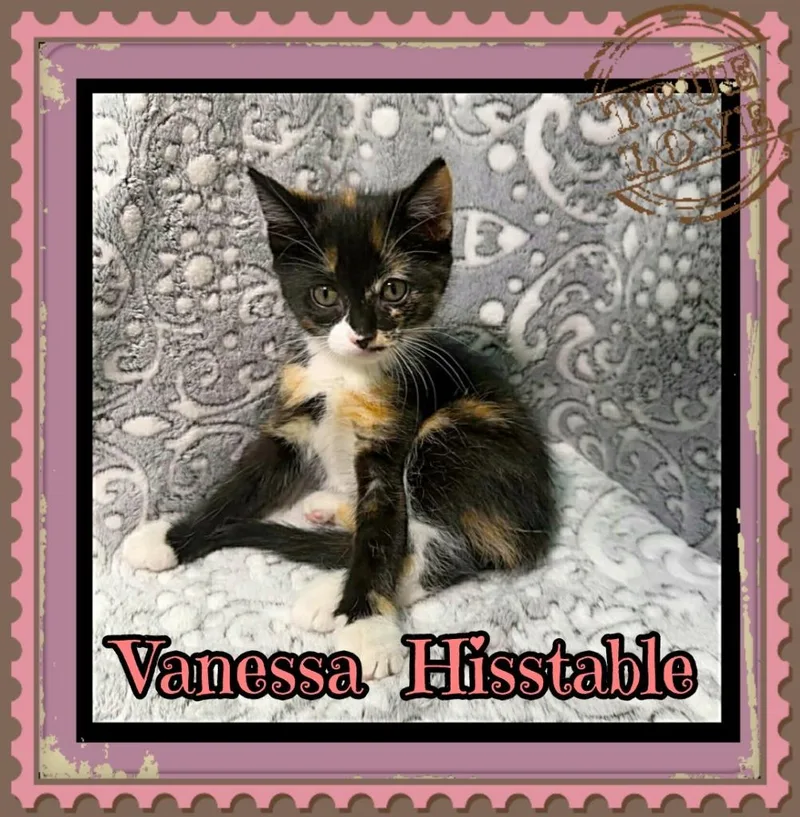 A baby small-sized female Domestic Short Hair cat named Vanessa Hisstable for adoption in Jacksonville, IL