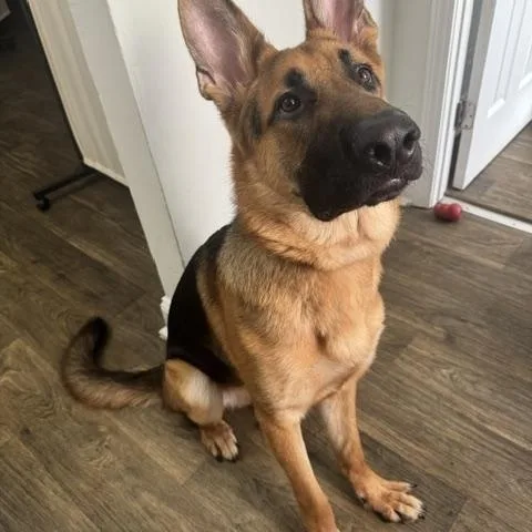 A young large-sized male Bicolor German Shepherd Dog dog named Erem for adoption in Roswell, GA