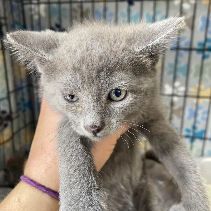 A baby small-sized female Gray / Blue / Silver Domestic Short Hair cat named Maggie for adoption in Blairsville, GA