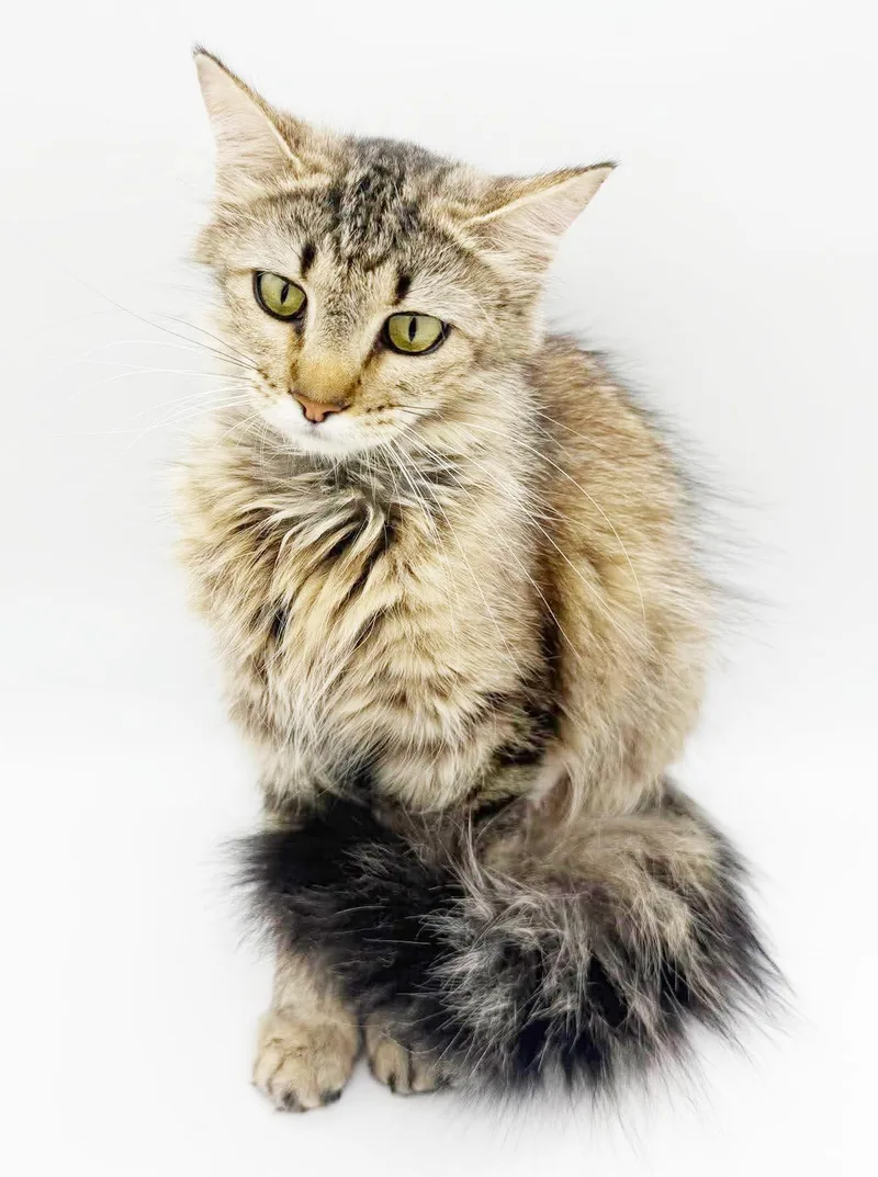 A young small-sized female Tabby (Brown / Chocolate) Maine Coon cat named Charlotte is so darn for adoption in Bedford Hills, NY
