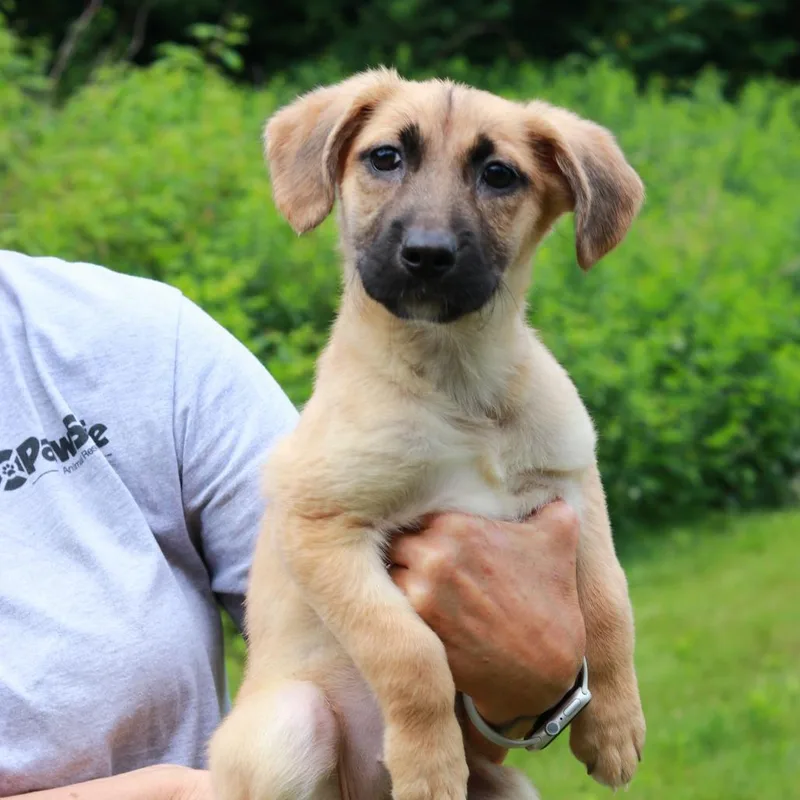 A baby medium-sized female Yellow / Tan / Blond / Fawn Mixed Breed dog named CT Petra for adoption in Eastford, CT