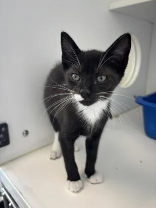 A baby small-sized male Domestic Short Hair cat named George for adoption in Manteo, NC