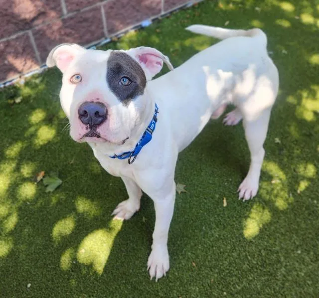 A young medium-sized male Pit Bull Terrier dog named Peabody for adoption in Minneapolis, MN