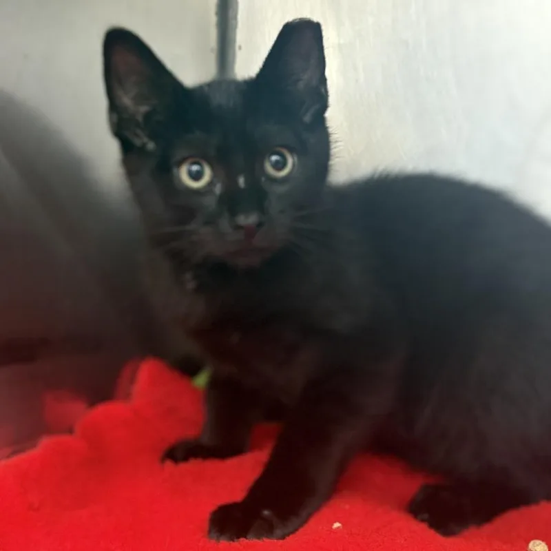 A baby small-sized male Black Domestic Short Hair cat named Dumbling for adoption in Yanceyville, NC