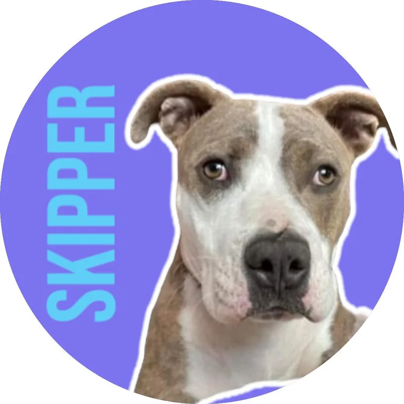 Skipper thumbnail 2