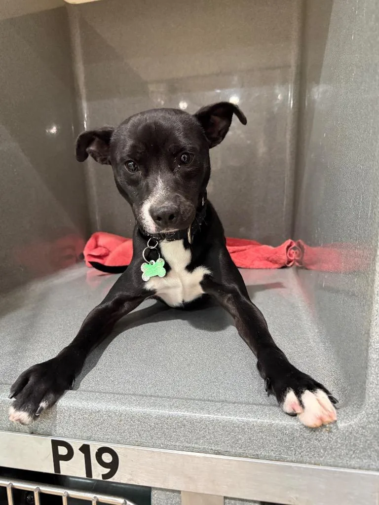 A baby small-sized male Italian Greyhound dog named O'reilly for adoption in North Syracuse, NY