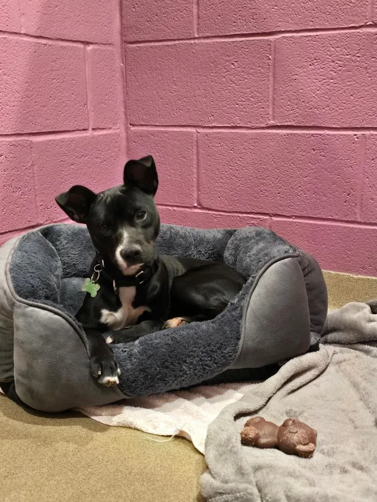 O'reilly thumbnail 3