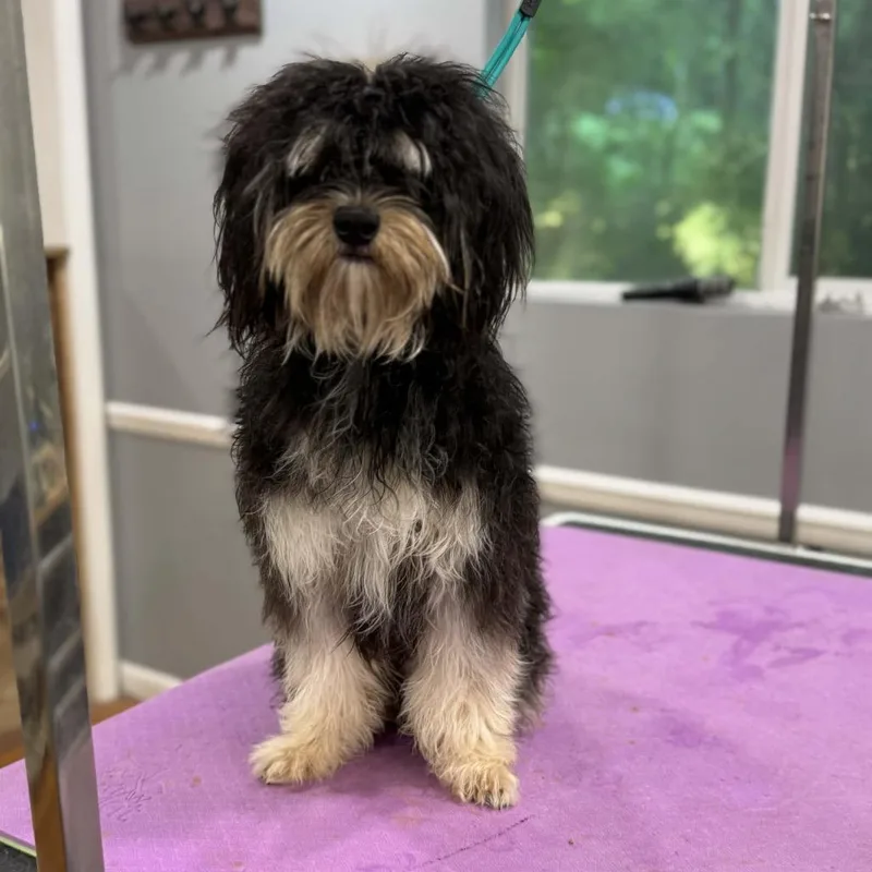 A young small-sized male Black Poodle dog named Benny for adoption in Bessemer, AL