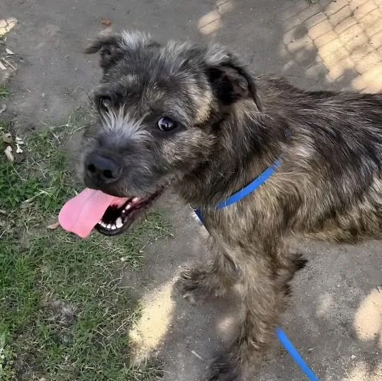 An adult medium-sized female Tricolor (Brown, Black, & White) Border Terrier dog named Zelda for adoption in Naperville, IL