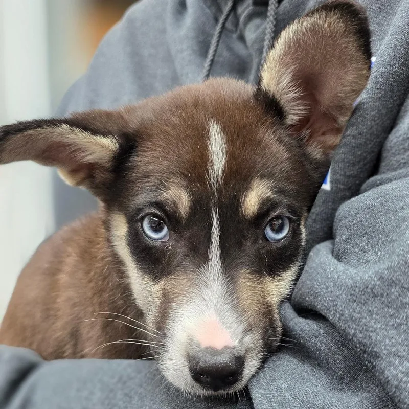 A baby small-sized male Black Husky dog named Ted for adoption in Buellton, CA