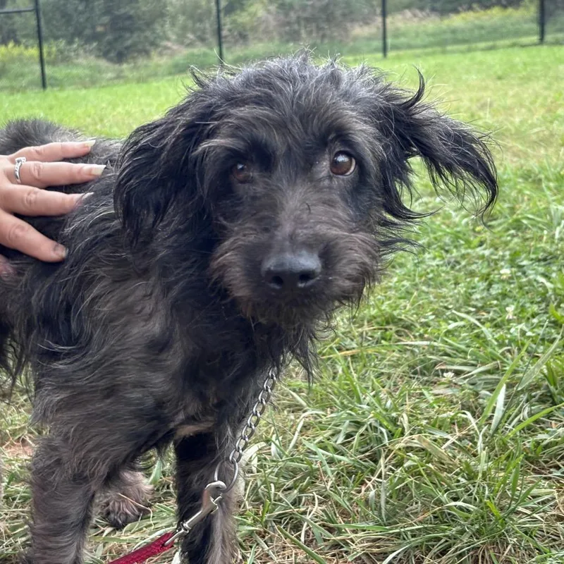 An adult medium-sized male Border Collie dog named Shockwave for adoption in York, PA