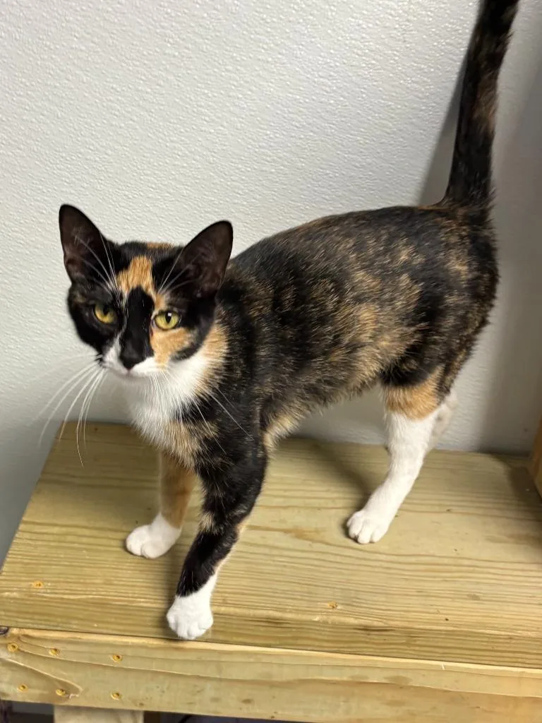 A young medium-sized female Domestic Short Hair cat named Tika for adoption in Batesville, AR