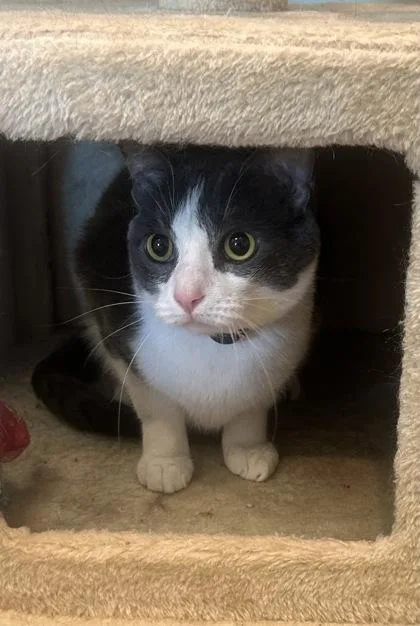 A young medium-sized female Domestic Short Hair cat named Winnie for adoption in Palm Coast, FL