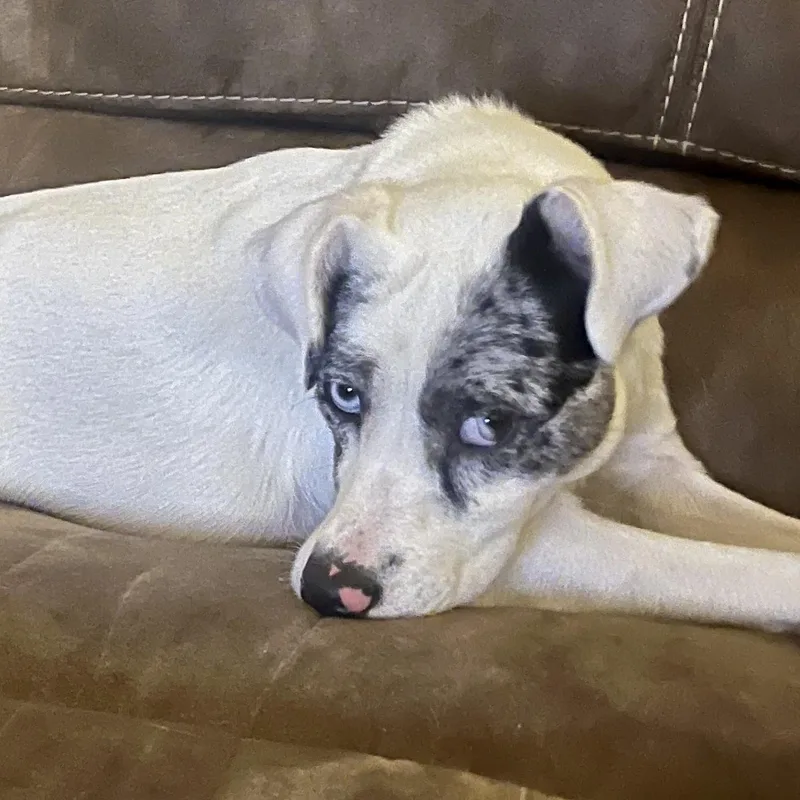 A young medium-sized female White / Cream Australian Shepherd dog named Lyla for adoption in Liverpool, TX