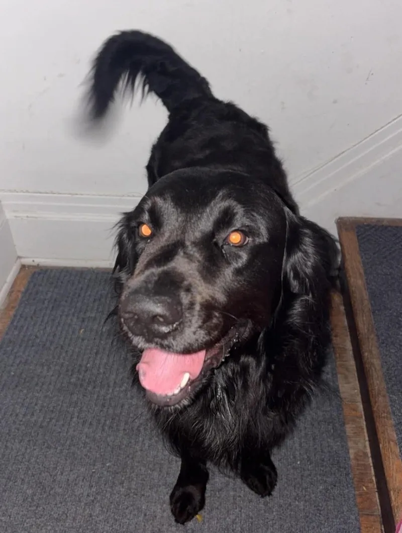 A young large-sized male Mixed Breed dog named Tex for adoption in Rochester , NY