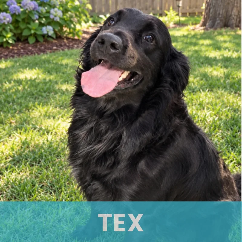 Tex thumbnail 2