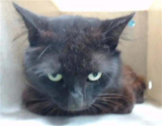 An adult medium-sized male Domestic Medium Hair cat named Timlove for adoption in Downey, CA
