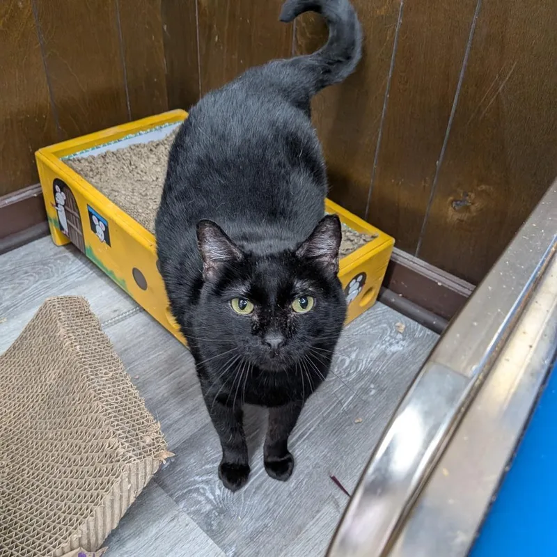An adult large-sized male Black Domestic Short Hair cat named Riggs for adoption in Union, MO