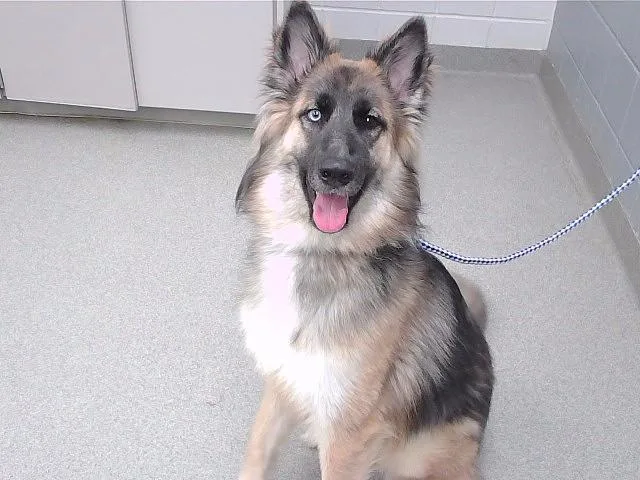 An adult medium-sized female German Shepherd Dog dog named Mia for adoption in Omaha, NE