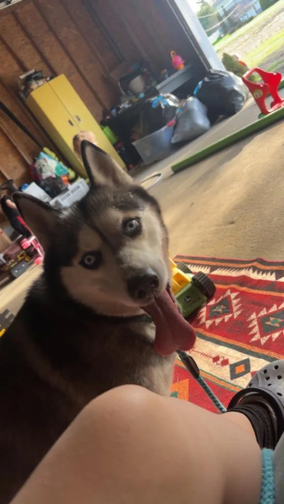 Shiya Courtesy Listing thumbnail 2