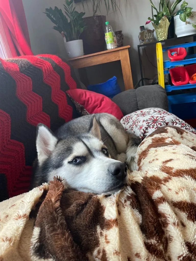 Shiya Courtesy Listing thumbnail 4