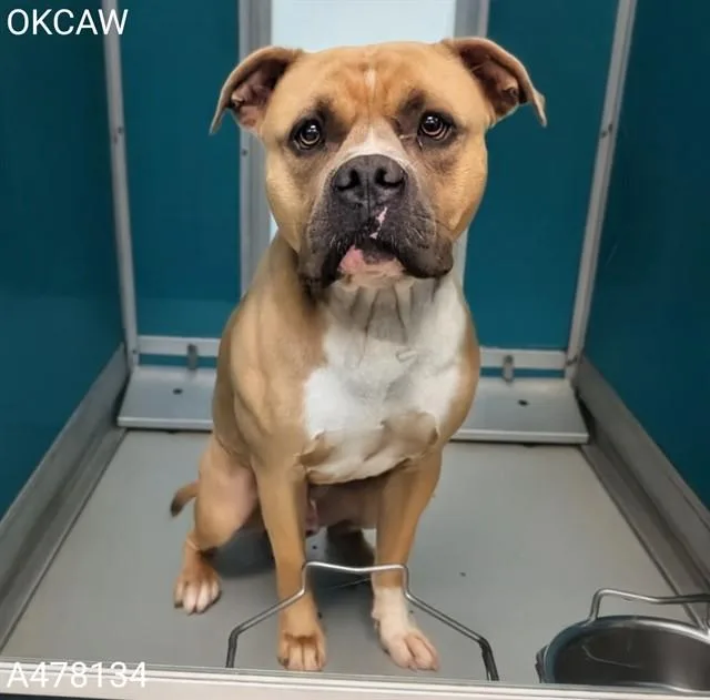 A young large-sized male Staffordshire Bull Terrier dog named A for adoption in Oklahoma City, OK