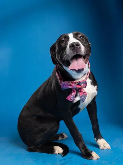 An adult medium-sized female Mixed Breed dog named Ivy Thorn for adoption in Atlanta, GA