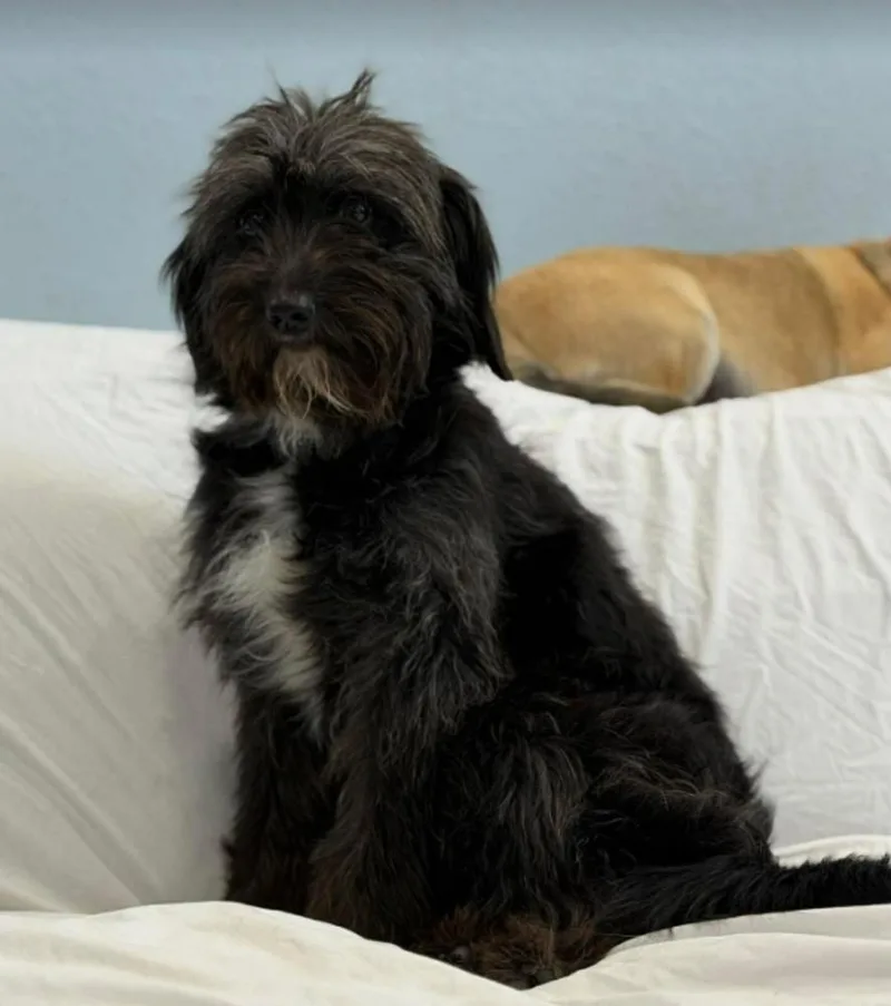 An adult small-sized female Black Schnauzer dog named Margie for adoption in Sedalia, CO