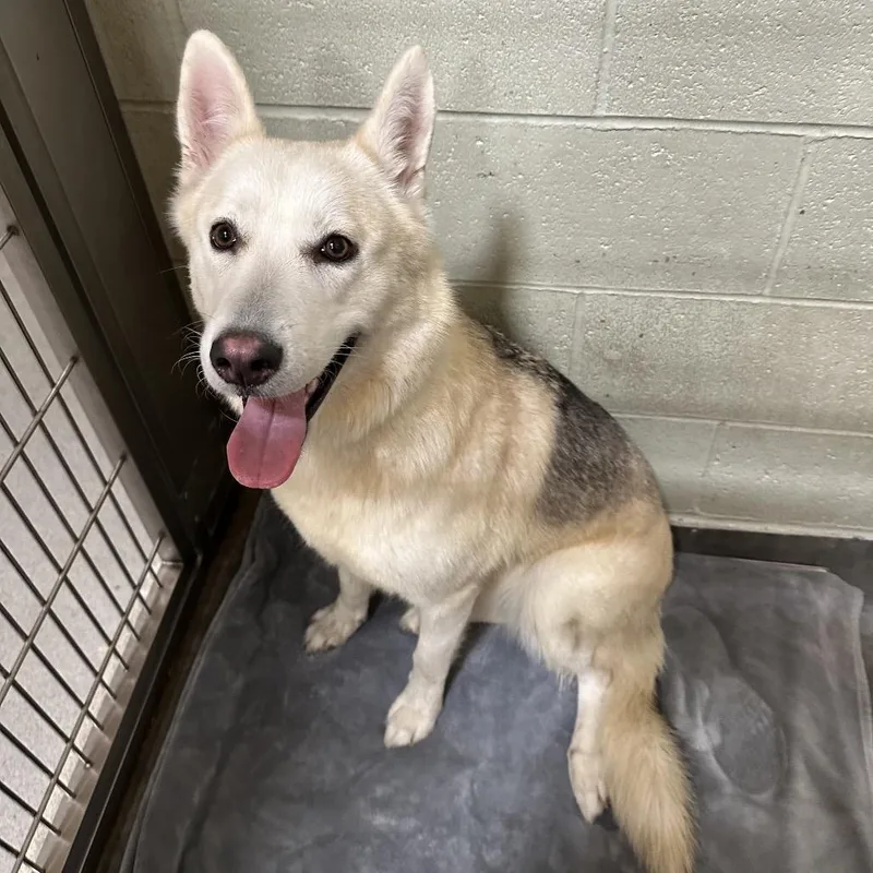 An adult medium-sized female Yellow / Tan / Blond / Fawn Husky dog named Iepastray for adoption in Upland, CA