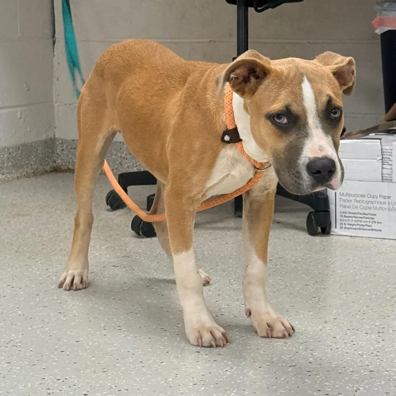 A young medium-sized male Yellow / Tan / Blond / Fawn Pit Bull Terrier dog named Hensley for adoption in Indianapolis, IN