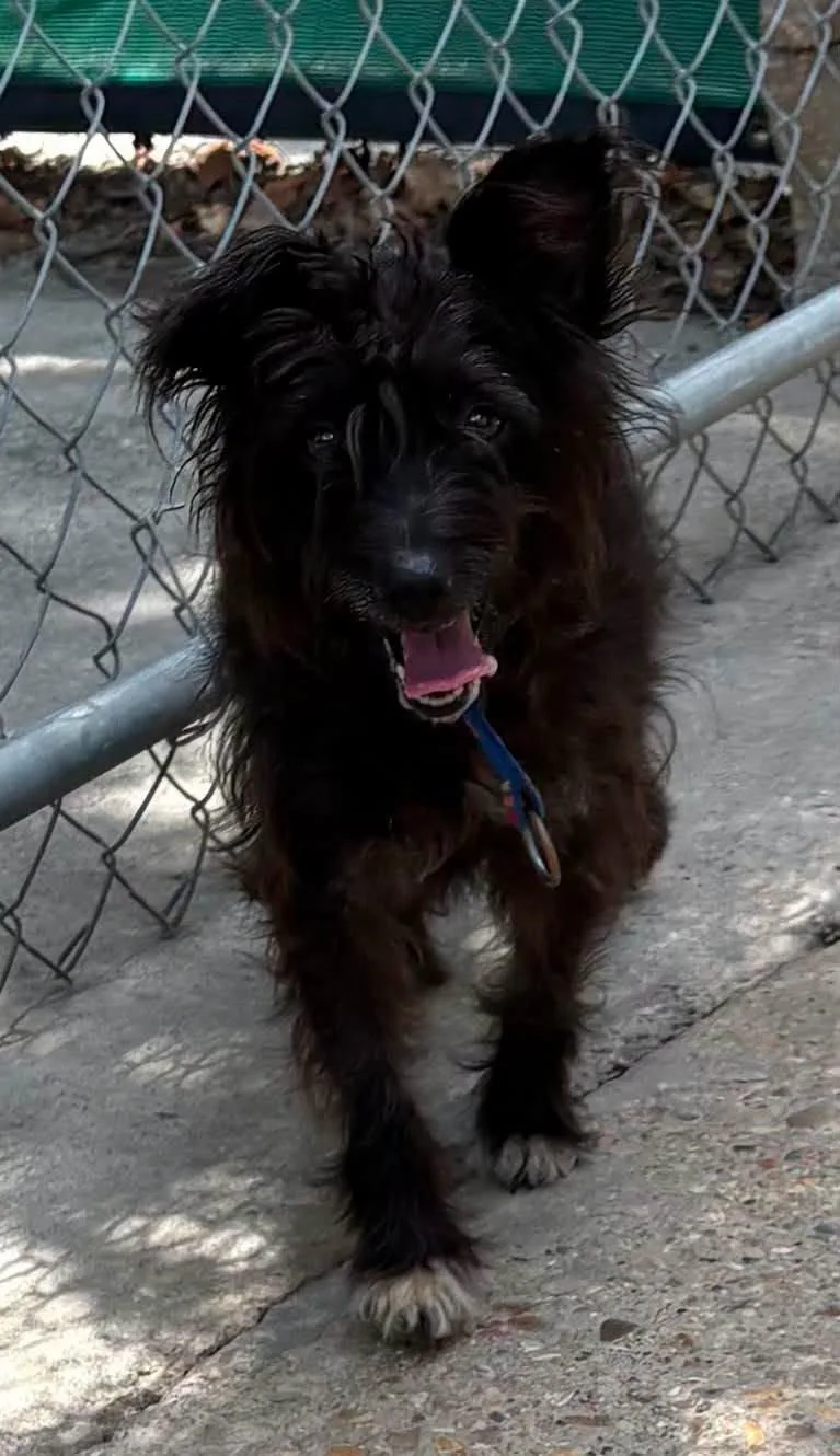 An adult small-sized male Black Terrier dog named Rocky for adoption in Baton Rouge, LA