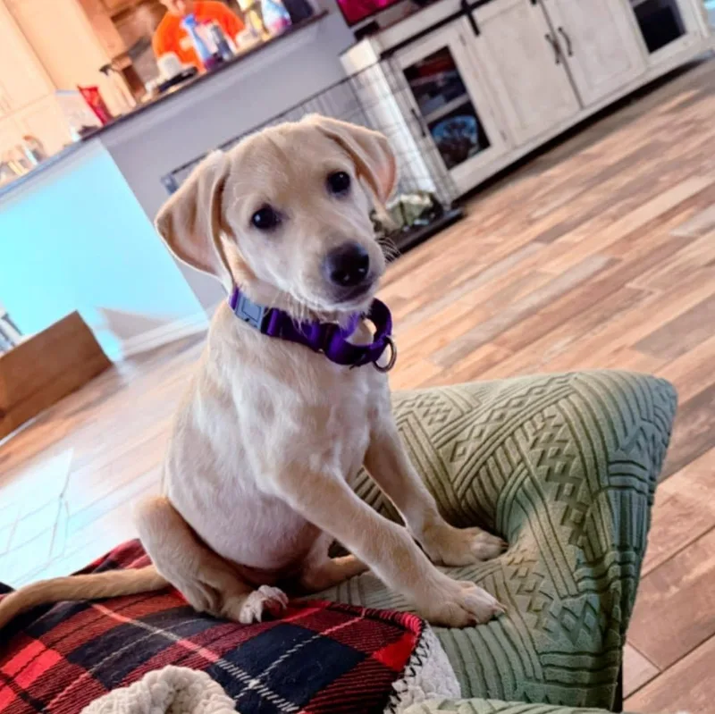 A baby medium-sized female Yellow Labrador Retriever dog named Abigail for adoption in Coldwater, MI