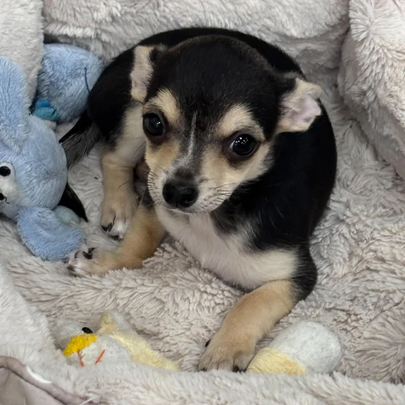 A baby small-sized female Tricolor (Brown, Black, & White) Chihuahua dog named Minnie for adoption in Boca Raton, FL