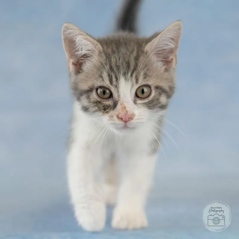 A baby medium-sized male Tabby (Gray / Blue / Silver) Domestic Short Hair cat named Dopey for adoption in Blairsville, PA