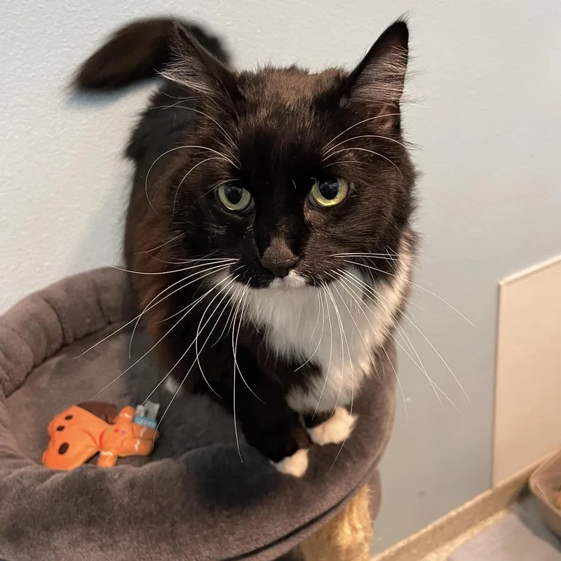 A senior large-sized female Black Domestic Long Hair cat named Izzy for adoption in Hawthorne, CA
