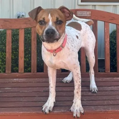 A young medium-sized male Terrier dog named Rocky for adoption in Quincy, IL