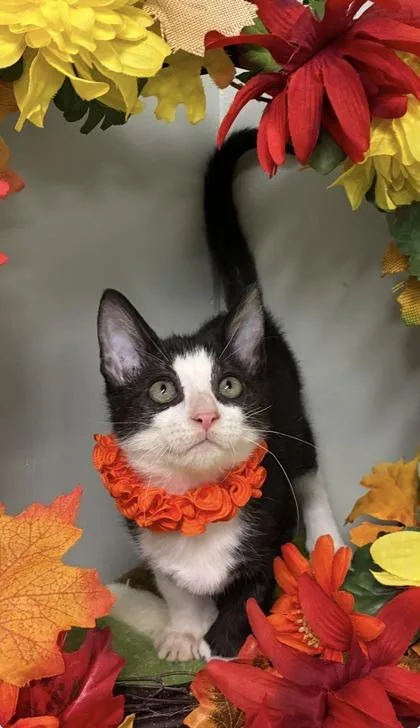 A baby medium-sized female Domestic Short Hair cat named Dolly Parton for adoption in Picayune, MS