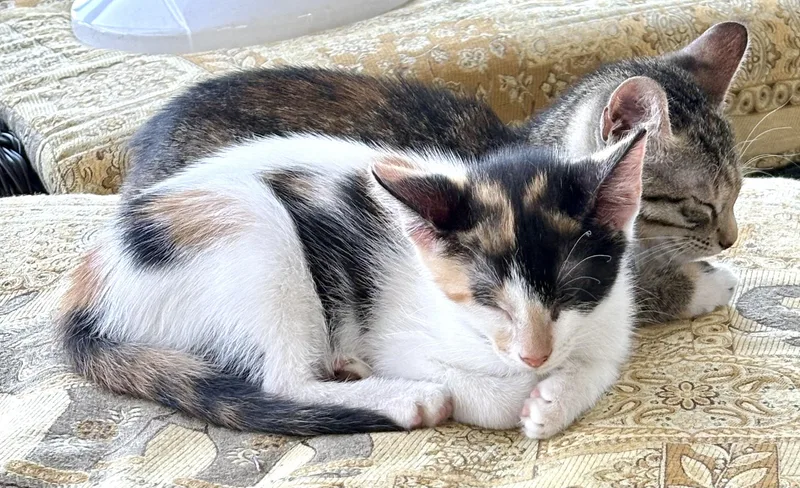 A baby small-sized female Calico Domestic Short Hair cat named Heidi for adoption in Beaufort, SC