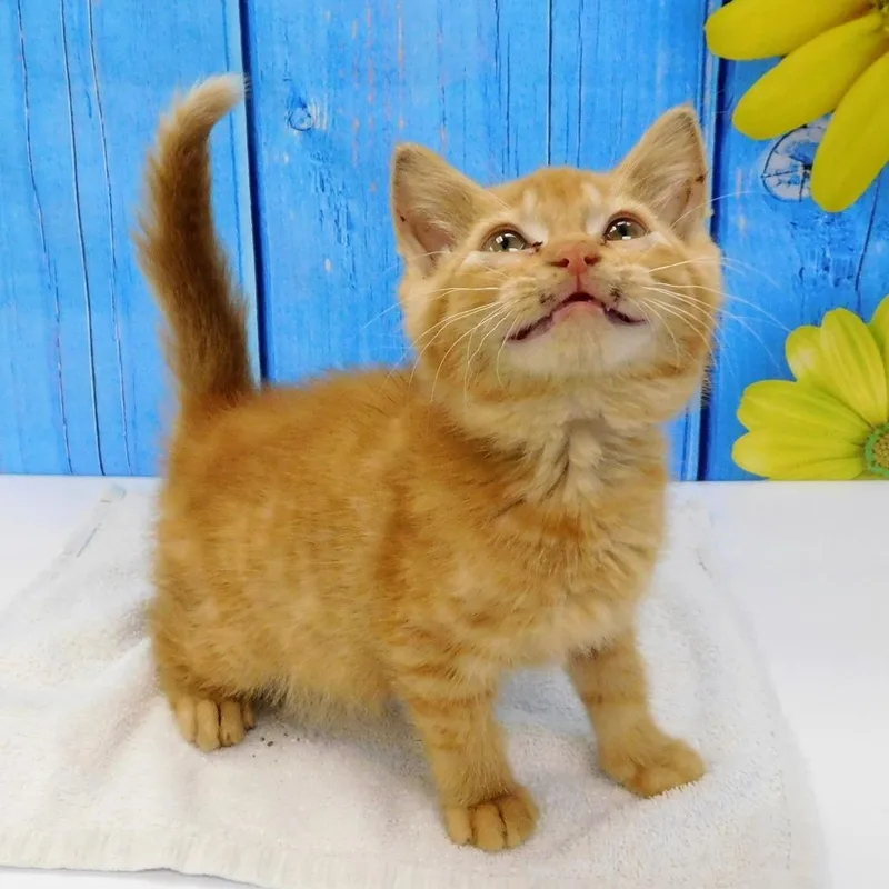 A baby small-sized male Domestic Short Hair cat named Julius for adoption in Canton, IL
