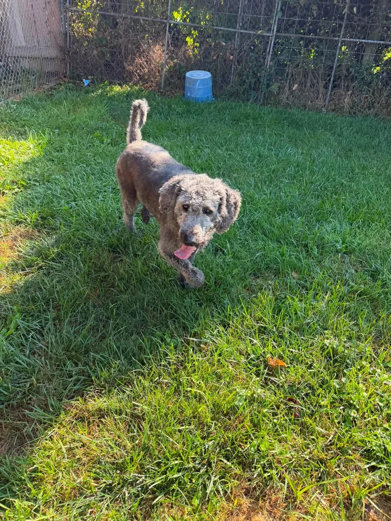 An adult large-sized male Black Labradoodle dog named Maximus for adoption in Columbus, OH