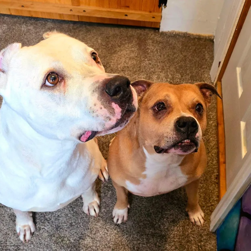 A senior large-sized female Apricot / Beige American Staffordshire Terrier dog named Layla & Artie for adoption in Jefferson , LA