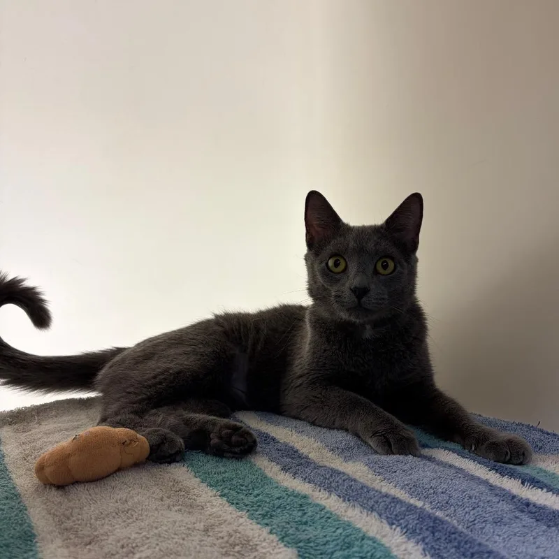 A young medium-sized female Gray / Blue / Silver Domestic Short Hair cat named Pewter for adoption in Harrisonburg, VA