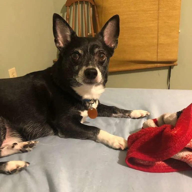 A senior small-sized male Black Chihuahua dog named Bama for adoption in Gadsden, AL